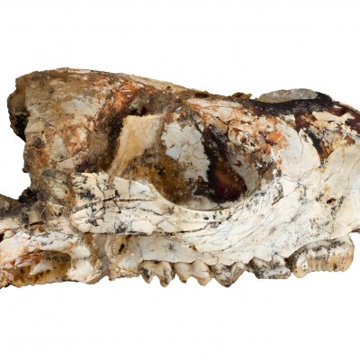 The skull of the Cookeroo hortusensis, which lived 20-18 million years ago.